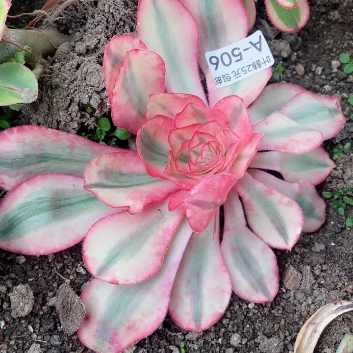 506爱丽思砍头12345678