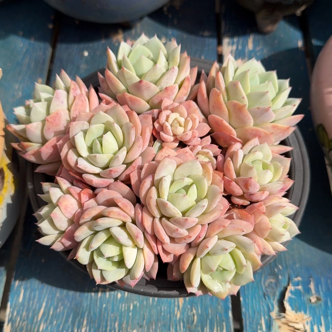 恋曲群生多肉植物一物一拍