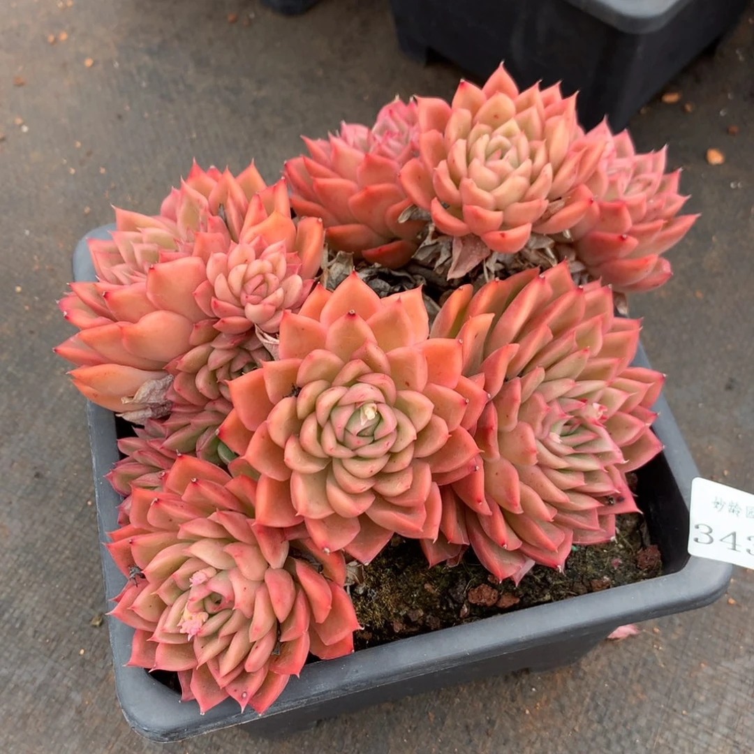 3437新年快乐发发发