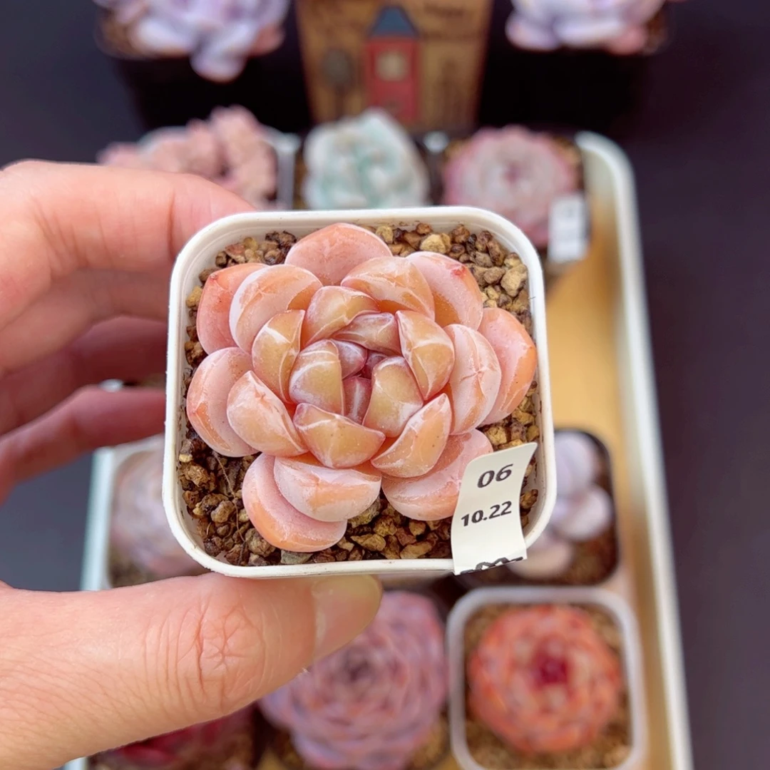 好好看06、哈哈哈哈哈