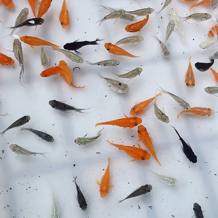 玛丽球奶牛，9.9到手5条