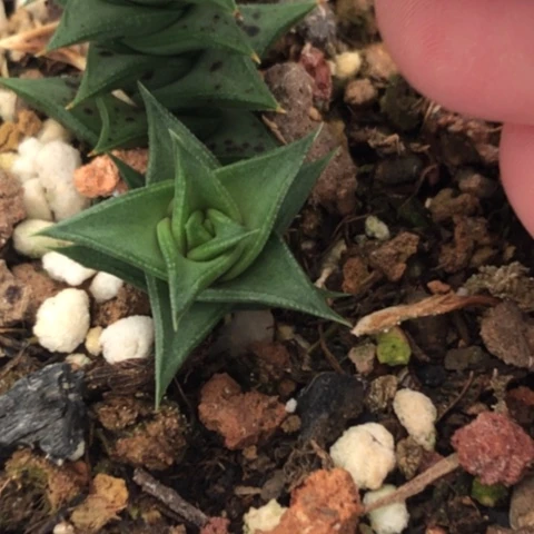松挲掌侧牙现砍无根