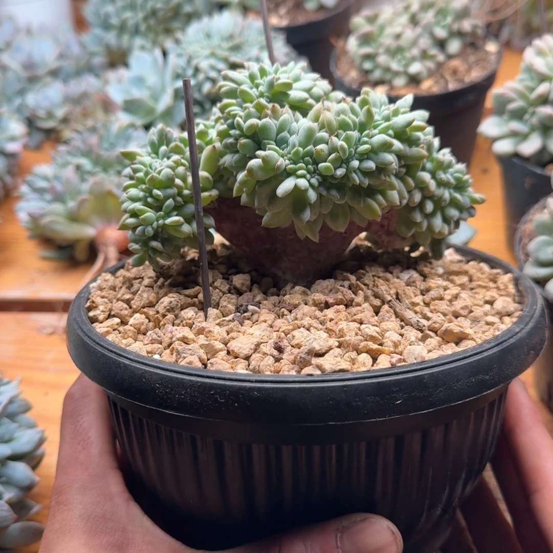星影树缀无砍多肉