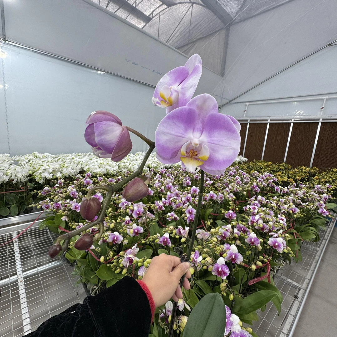 【明星】蝴蝶兰 紫色兰花盆栽开花株 四季好养护绿植叶片