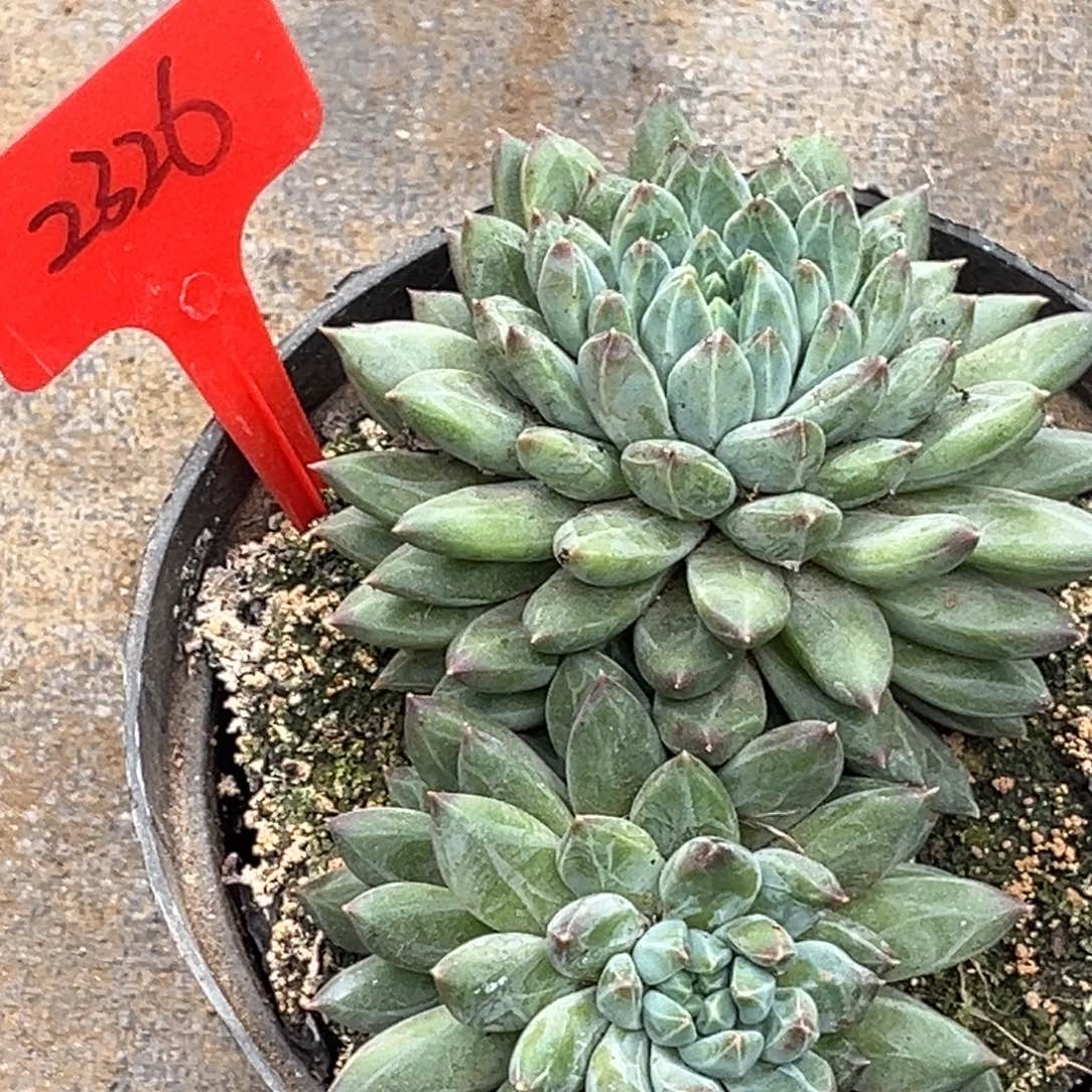 2326号上午多肉植物群生多肉植物