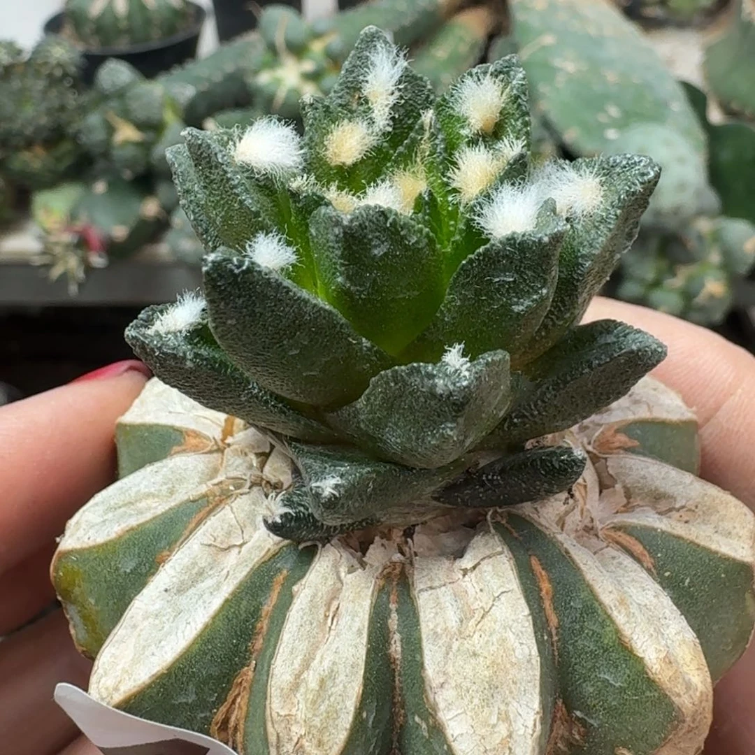 【闪购商品】无花朵博士牡丹442