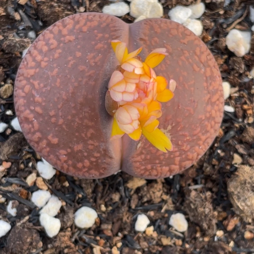 非偏远满20包邮265