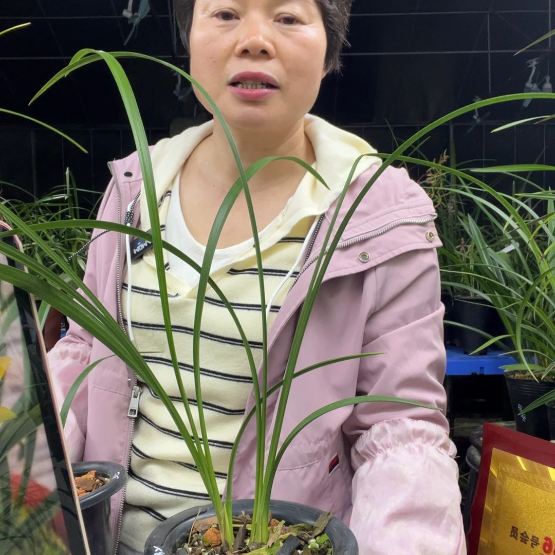 完全开放黄金奇艳2苗