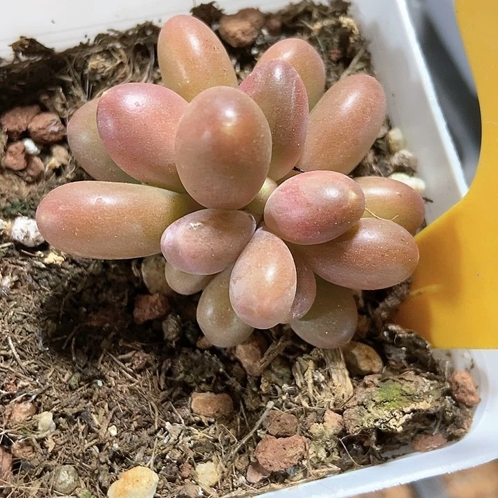 多肉植物潘多拉2116