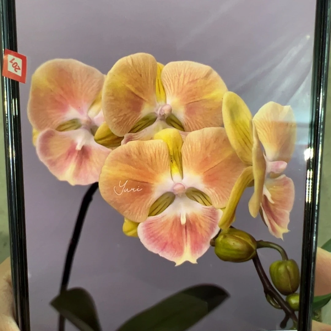 当前无花栽培后可以开花处理桑巴军团，凑单发货