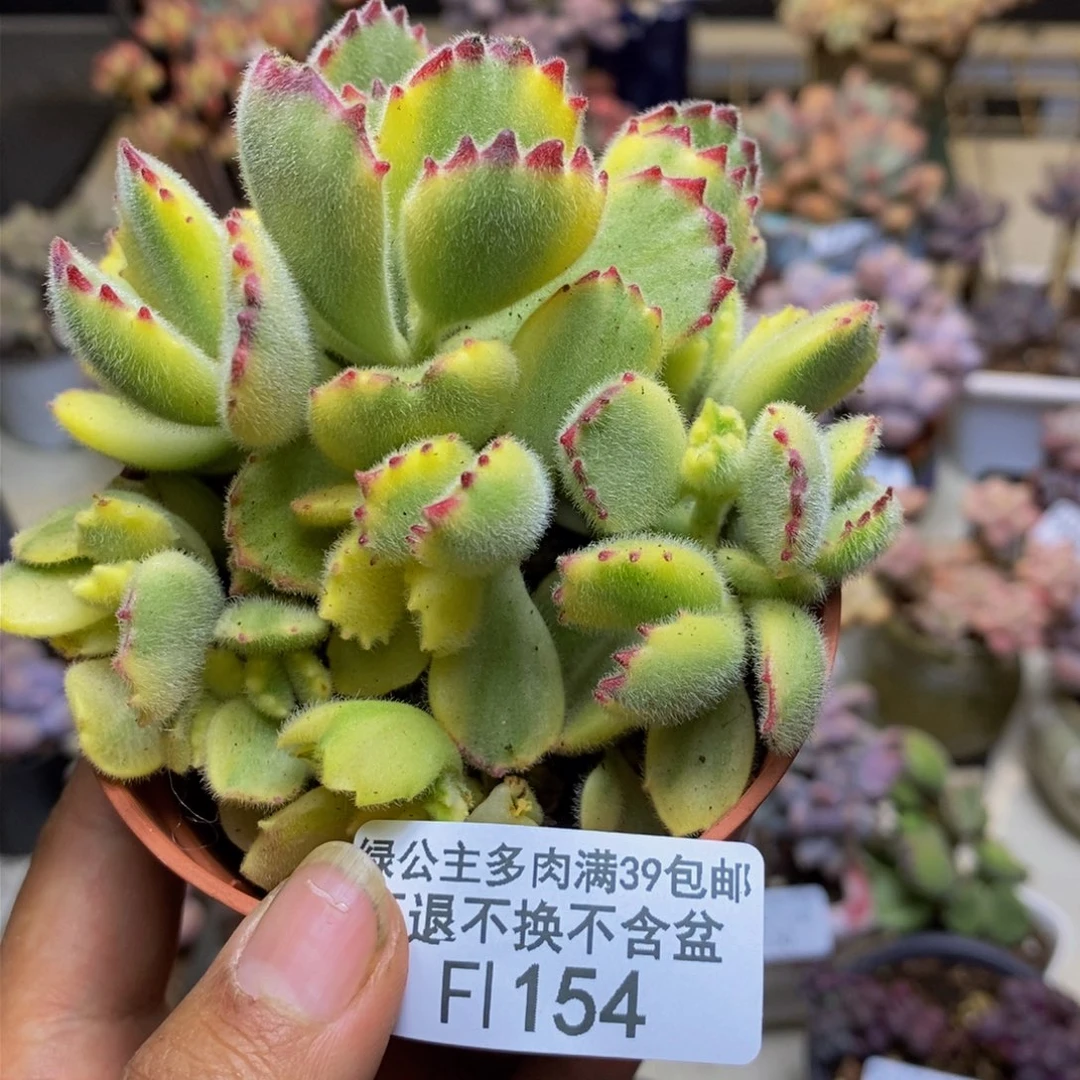 154轻微掉叶不包整