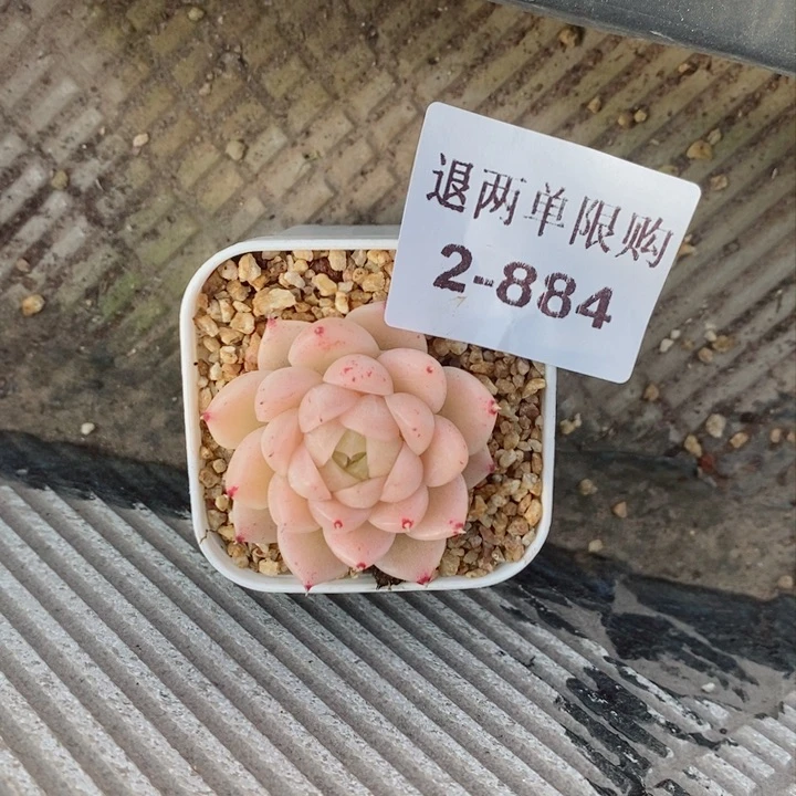 v***啾2-884多肉多肉多肉多肉多肉