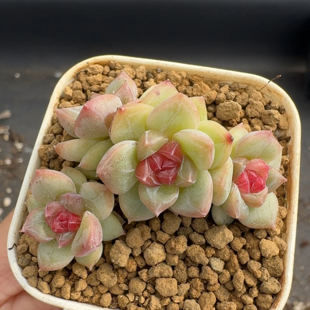 一物一拍一物一拍1031-150