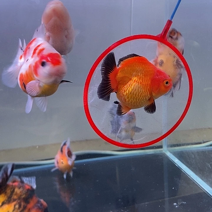 海水鱼精品泰狮系列