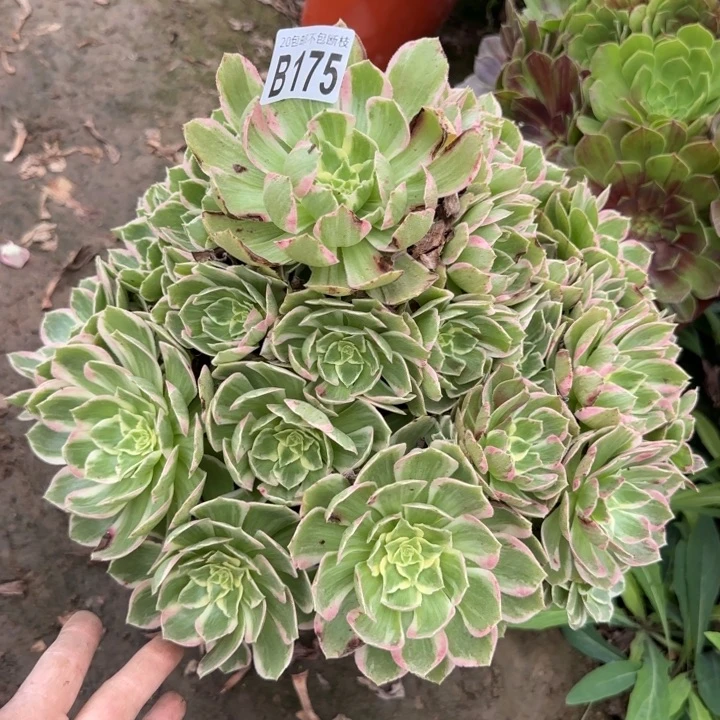 水蜜桃……多肉植物……