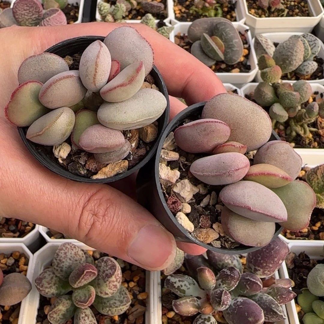 白肌红蛋多肉水泡植物