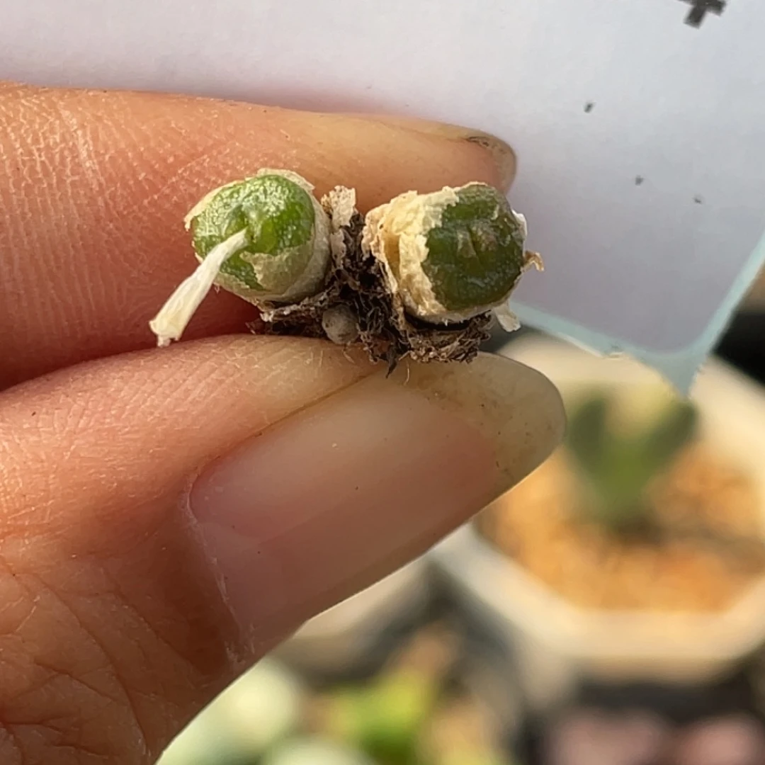 14-64方糖多肉植物