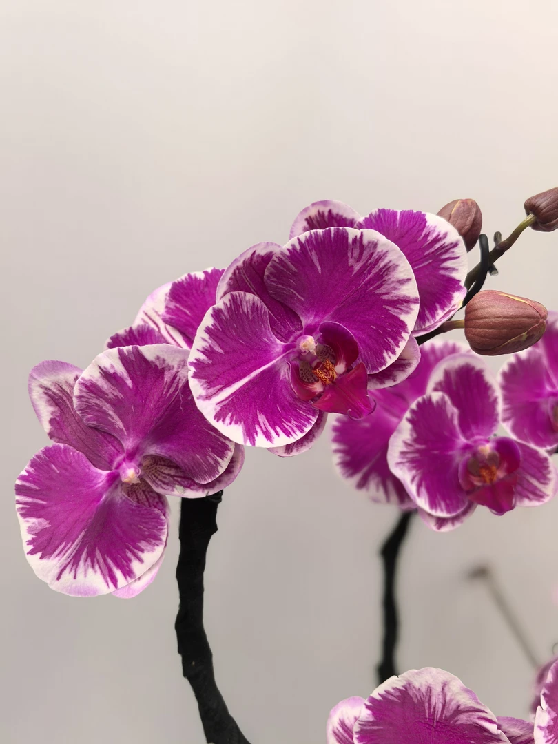 【庄周梦蝶】蝴蝶兰花苗带花剑发货桌面客厅室内好养活绿植花卉盆栽