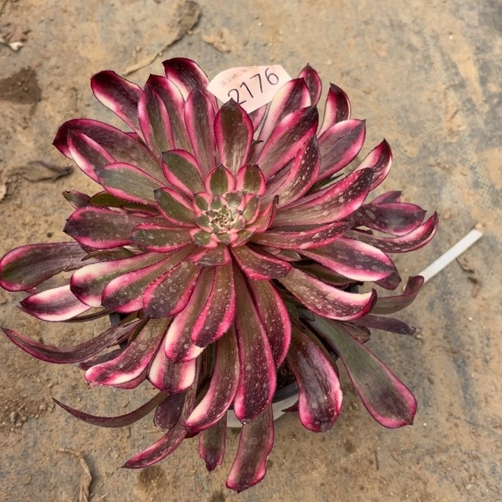 白月光多肉法师2176