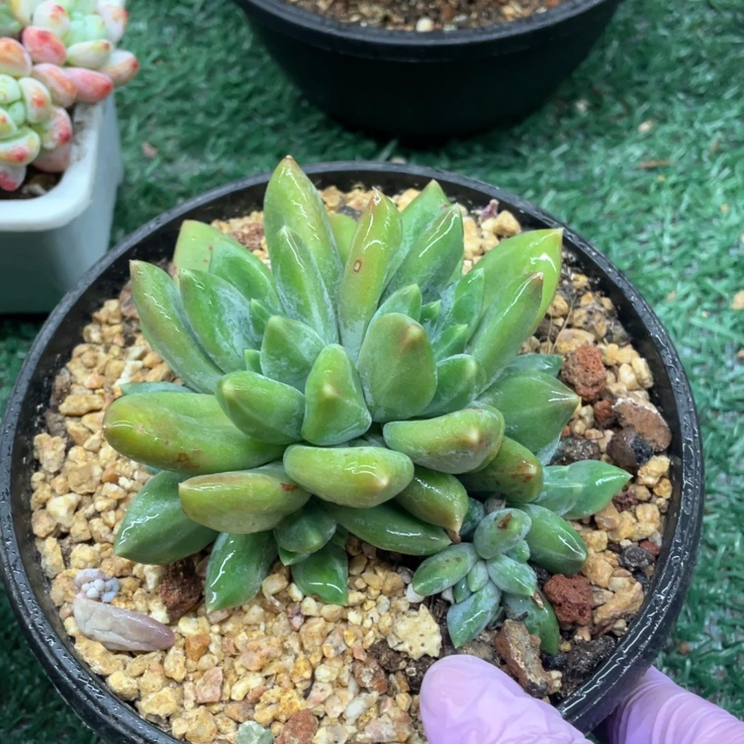 重楼朵朵一物一拍28包邮非偏远