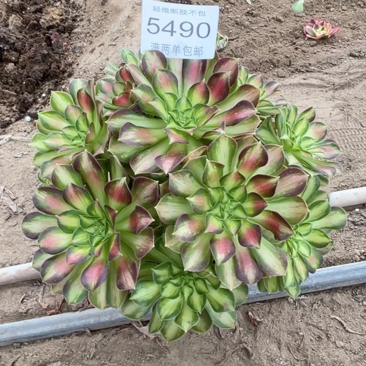 5490韶华的的的人多