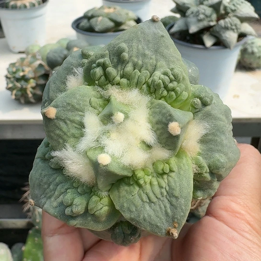 【闪购商品】无花朵梦***焙优选怒涛904
