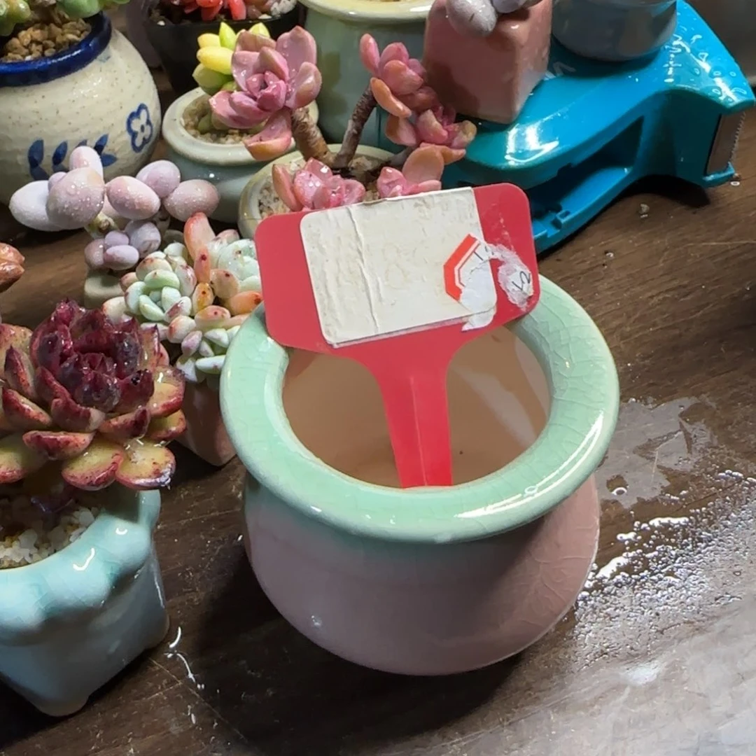 多肉植物花盆一个