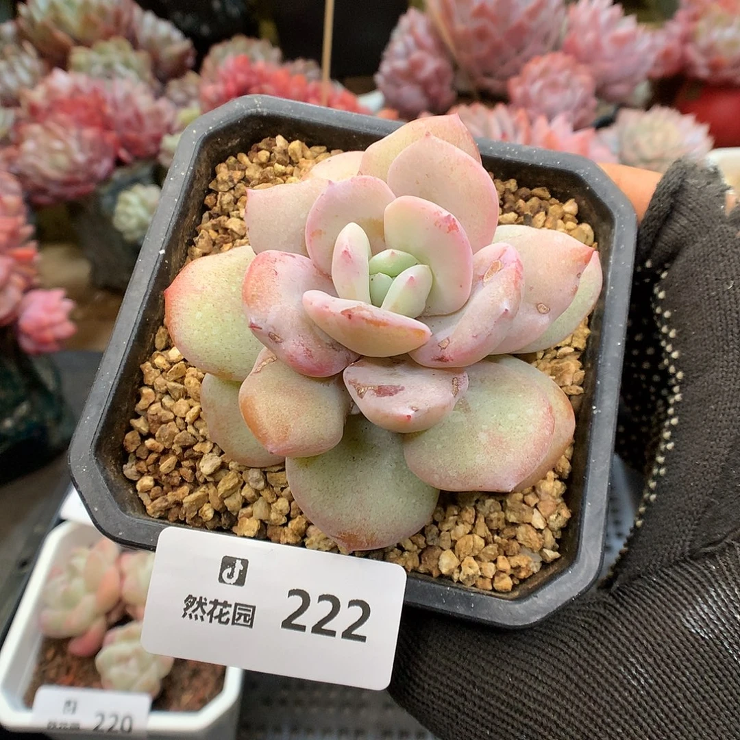 222奶茶多肉植物6666