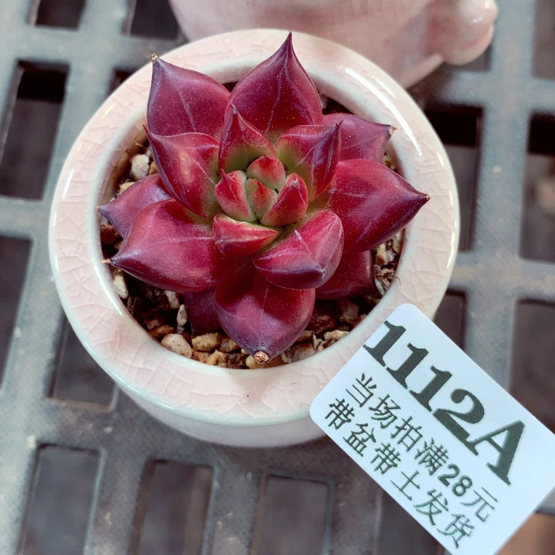 5厘米盆精控多肉1112