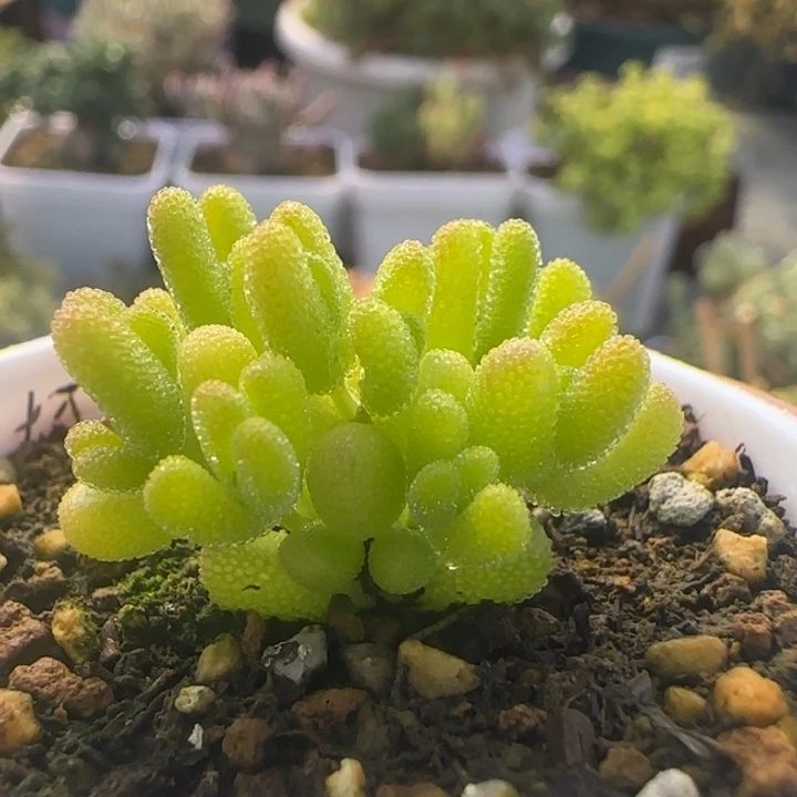 280-开播福利黄金莱斯植物枝干