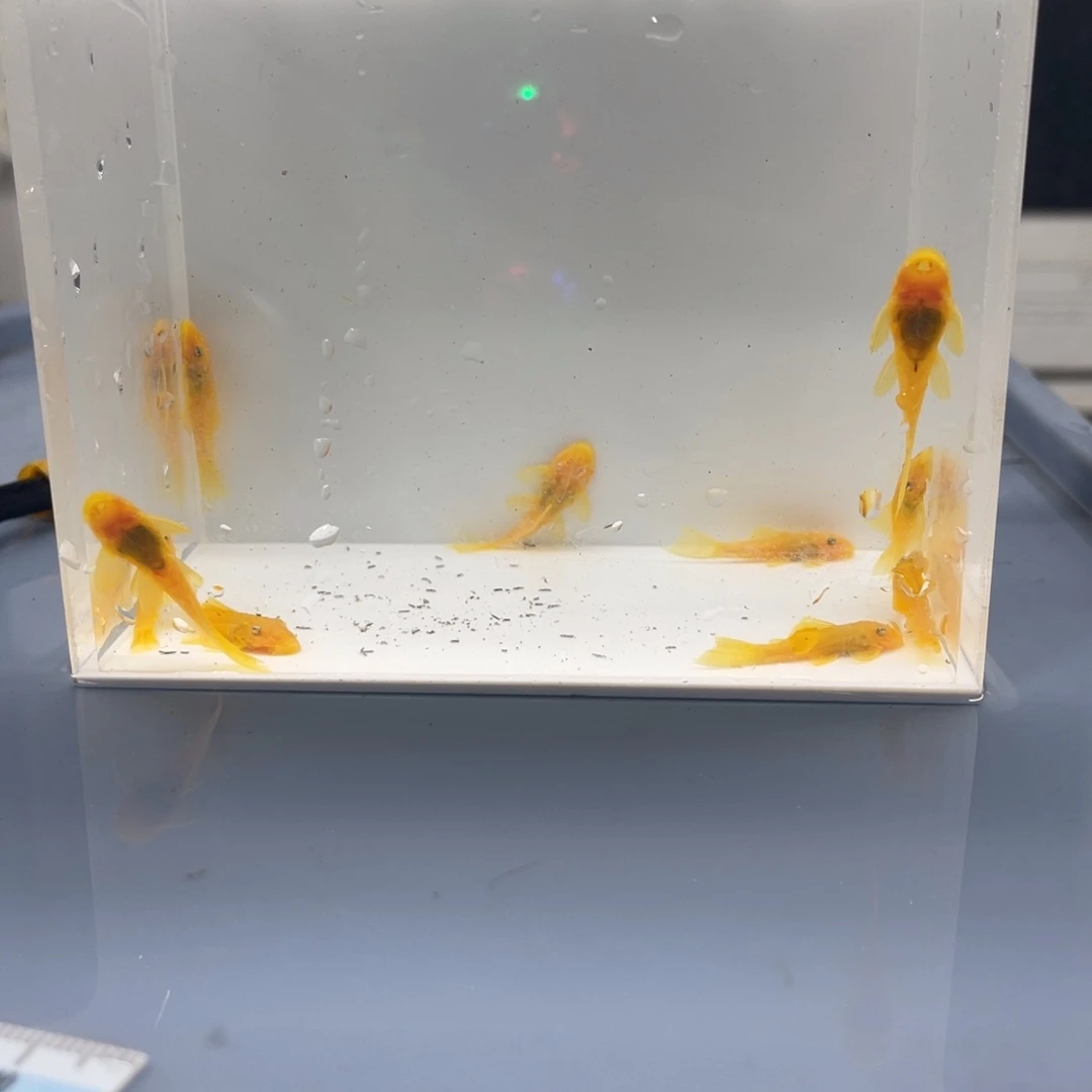 清道夫鱼小胡子10条开箱视频报损