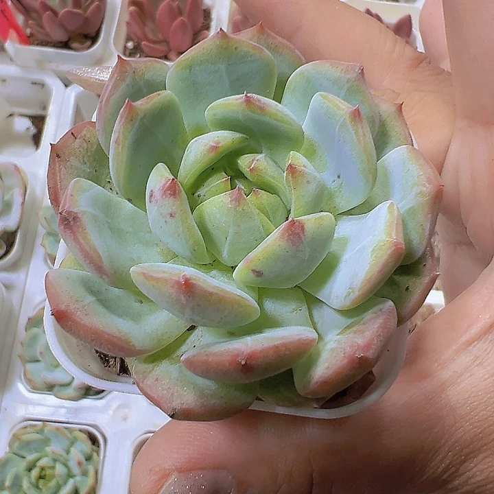薄荷2盆19包邮多肉