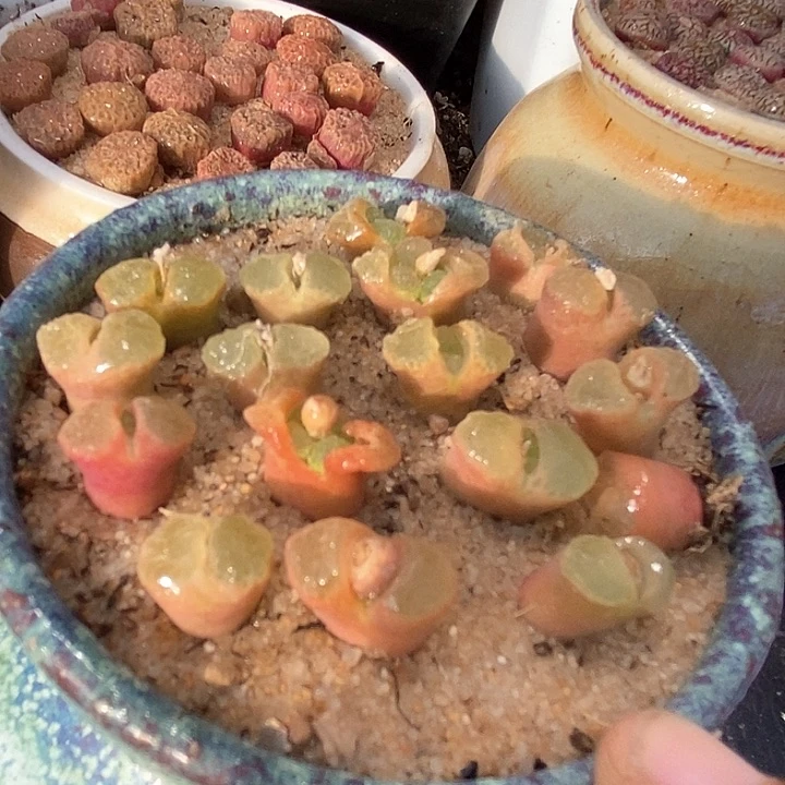 樱花一颗   1453.9