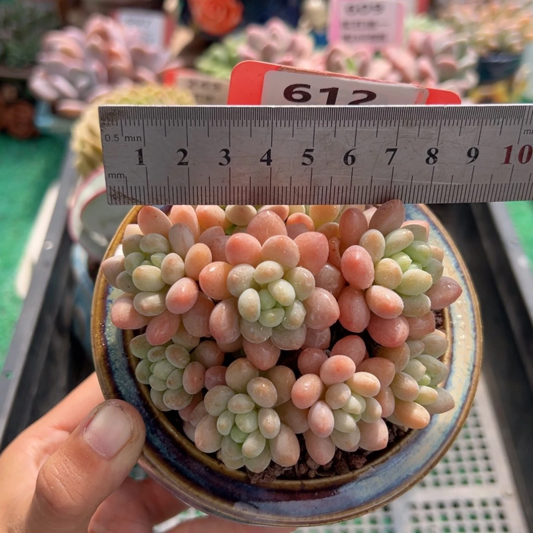 表妹精品多肉植物612.