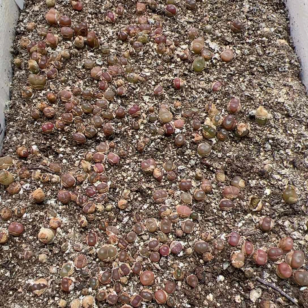 【闪购商品】174 超毛