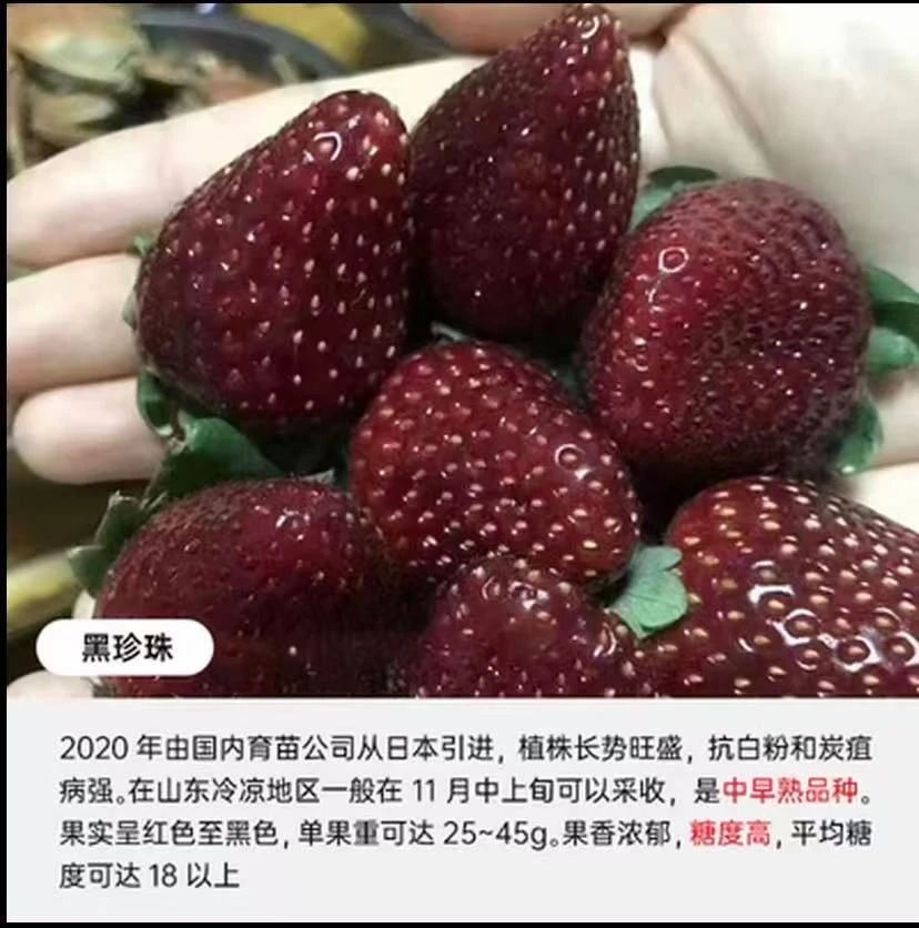苗种盆栽草莓热销草莓批发四季基地草莓草莓好物植苗经典直销可种