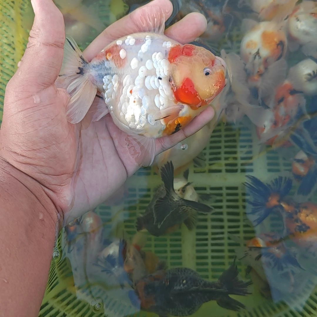 闪鳞樱花泰狮金鱼将军