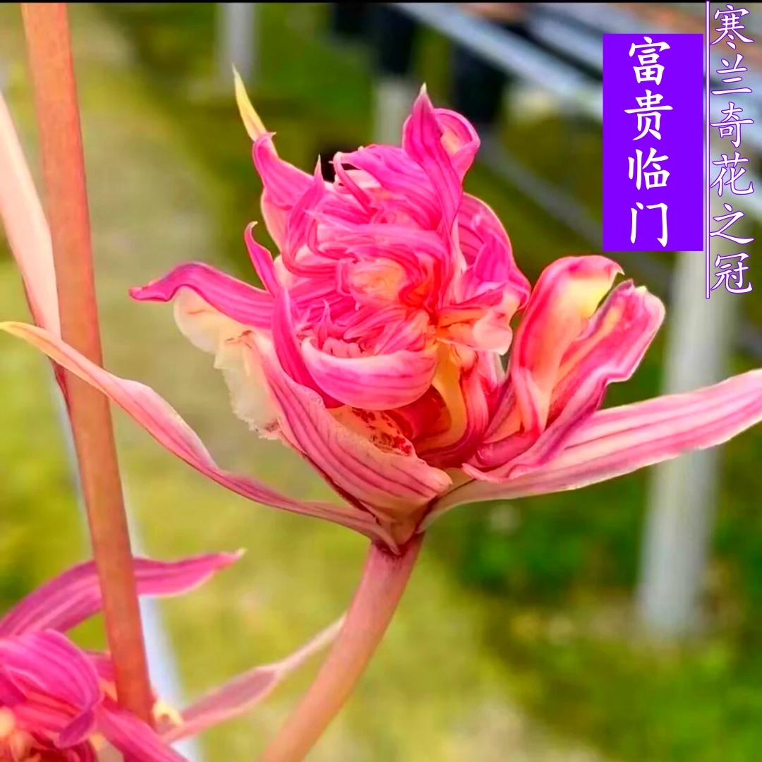 【富贵临门】寒兰奇花之冠浓香复花卉绿植盆景办公室阳台兰花客厅