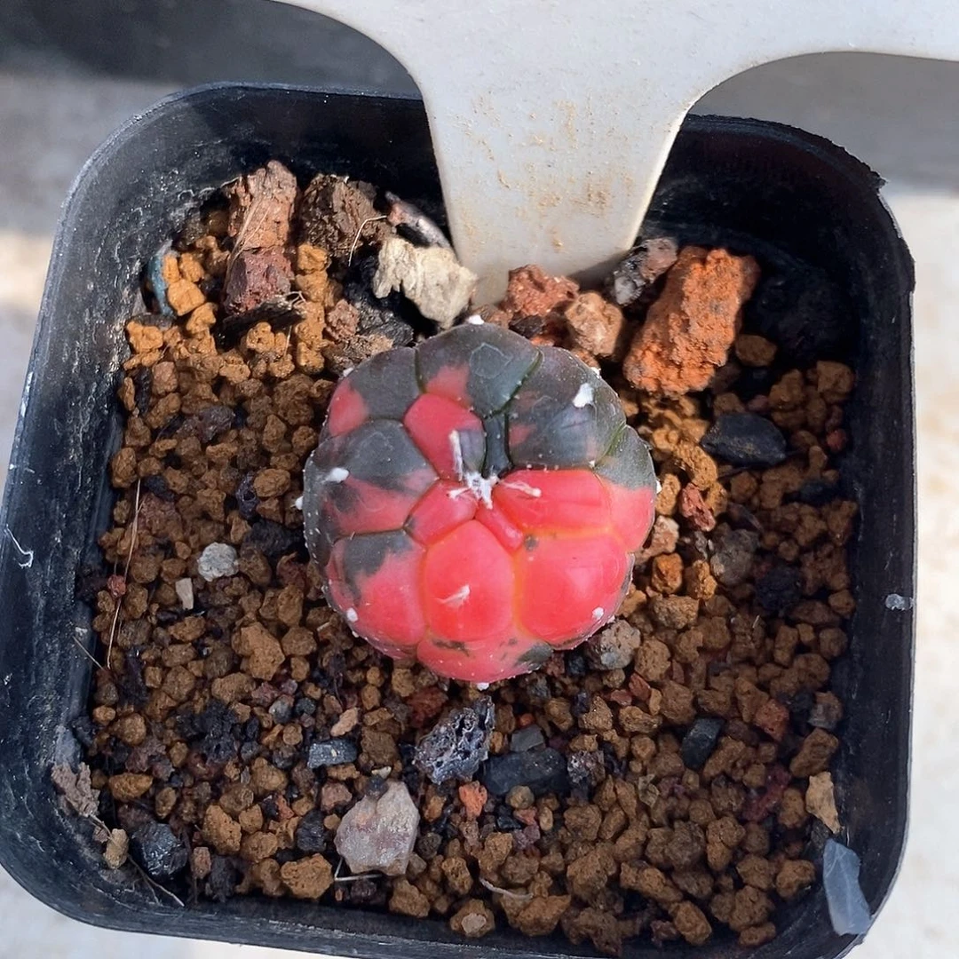 038龟甲兜锦特价福利