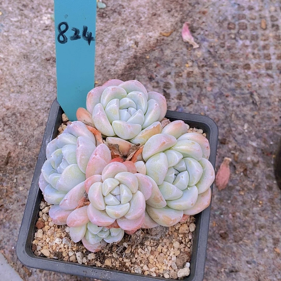 肉*824多肉植物老桩