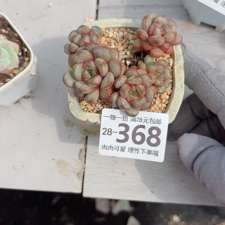 葡萄无盆土无盆土发货多肉多