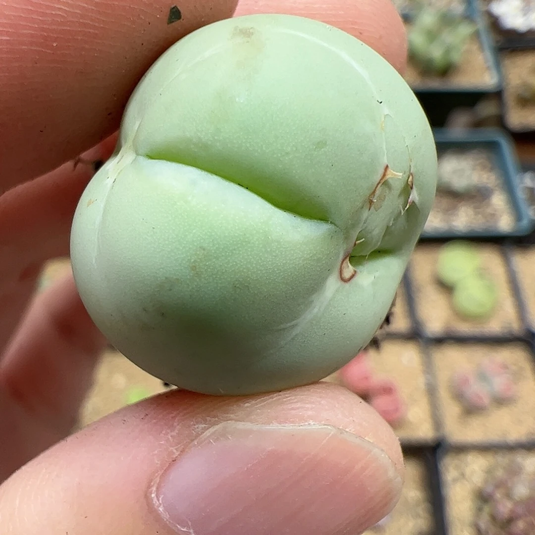 【闪购商品】302  开播福利