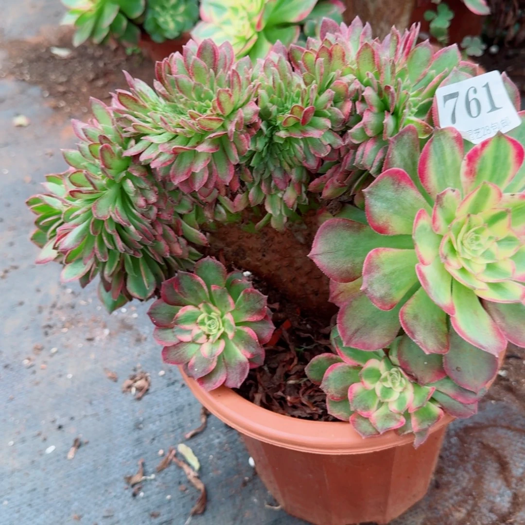 761海王缀化多肉植物满28包邮