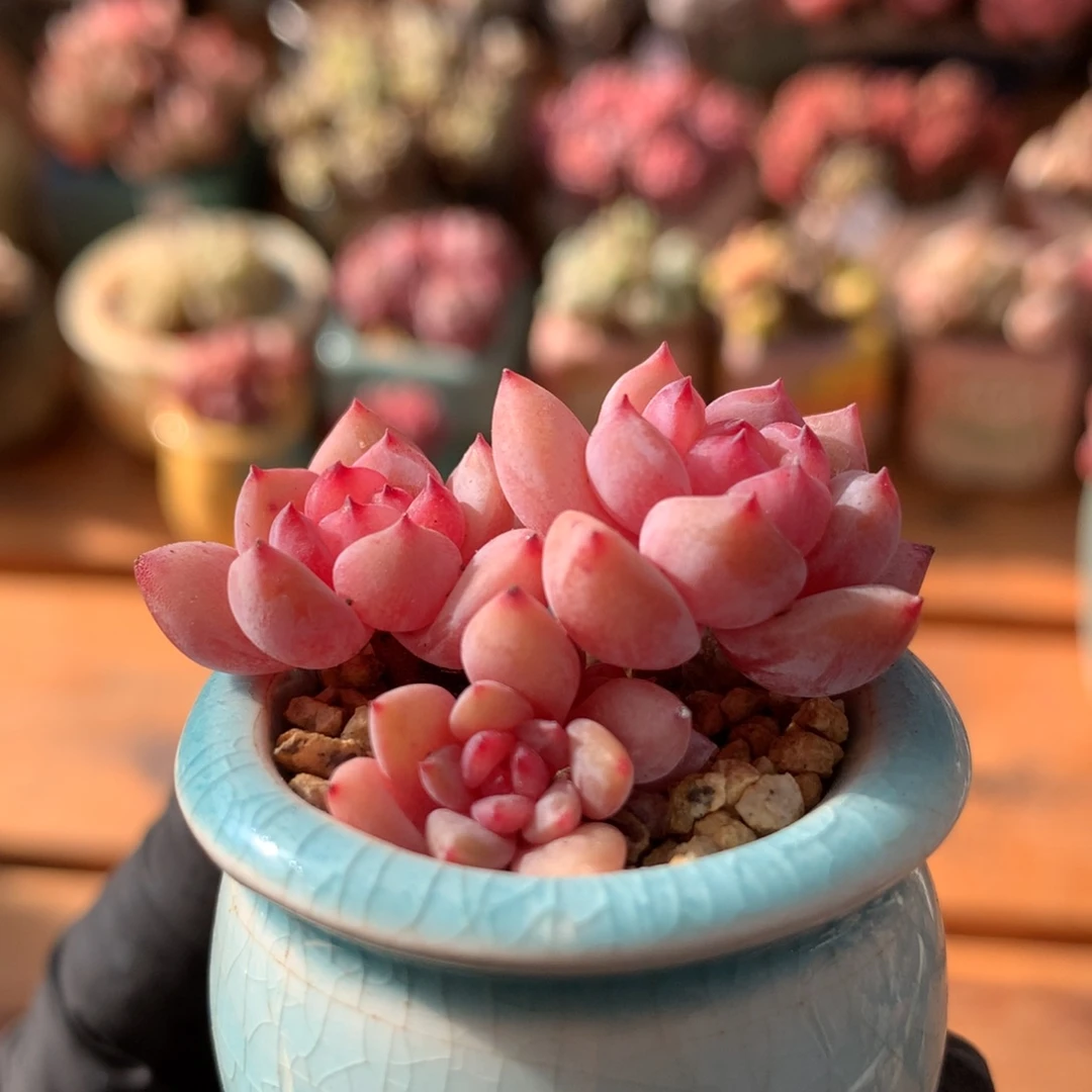 星星橙一物一拍 016