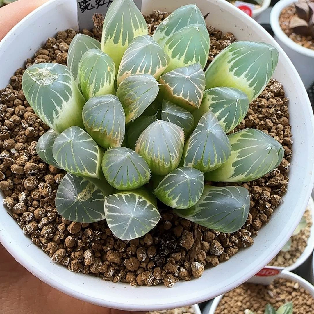 349号大型霓虹灯糊斑一物一拍带盆土