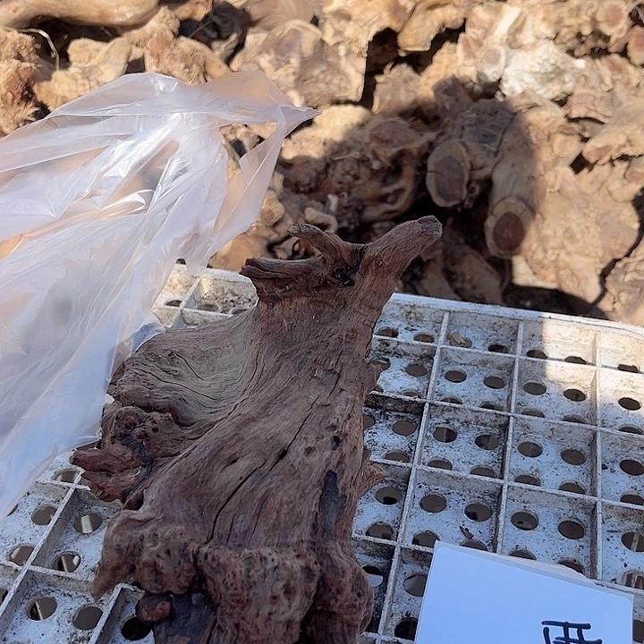 香榧木呜呜呜好想看