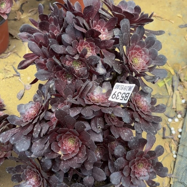 2颗多肉处理不包断头539