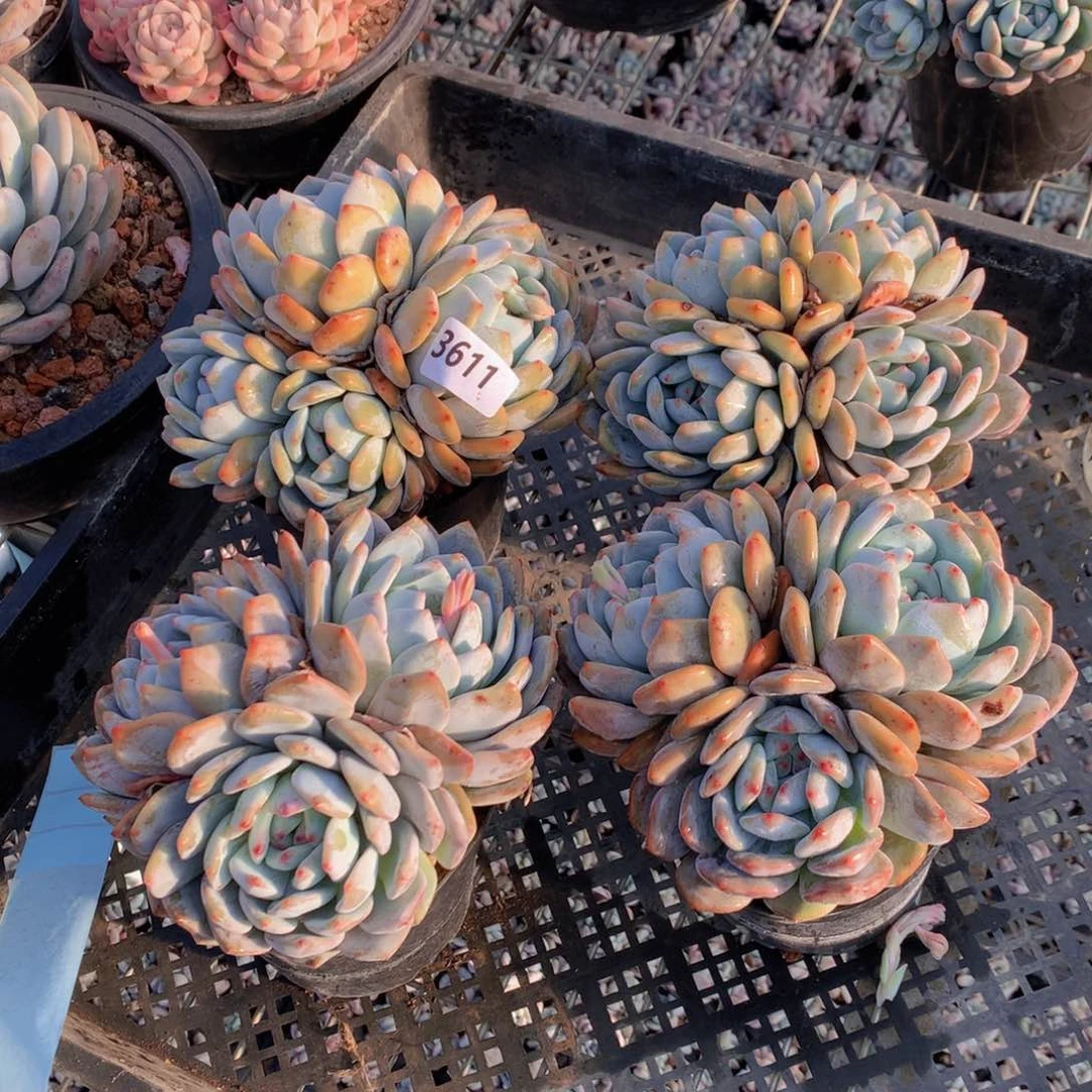 3611四个带盆发货啦