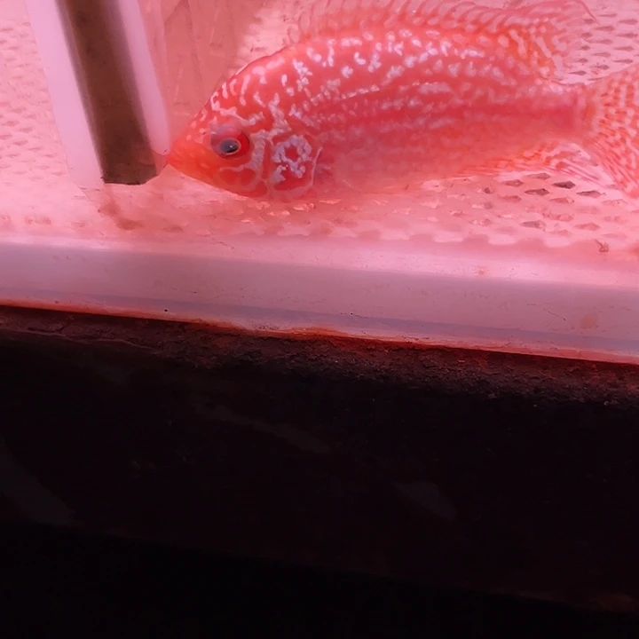 罗汉鱼金花火凤罗汉鱼