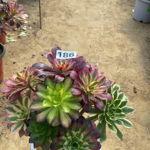 186嫁接多肉法师